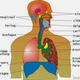 Illustration for article titled Obat Penyakit Paru Paruem/em